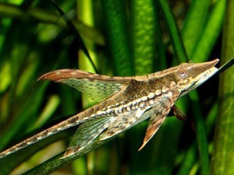 Sturisoma aureum 30 83140 Six-fours-les-plages