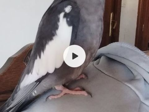 Avis de recherche 0 45110 Chteauneuf-sur-loire