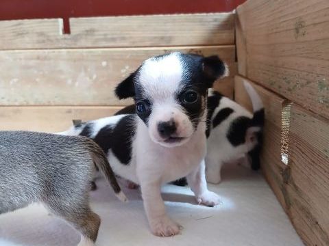 Adorables chiots Chihuahua 700 12390 Goutrens