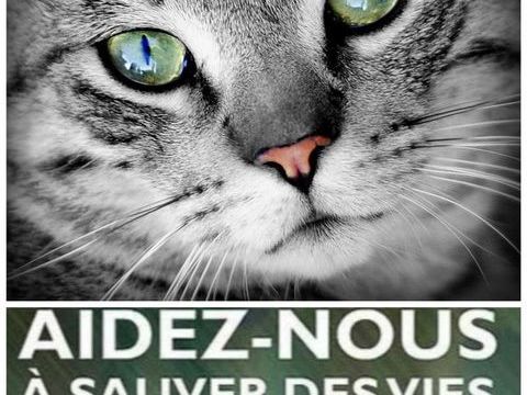 URGENCE - RECHERCHE DE FAMILLES D'ACCUEIL Nous recherchons de TOUTE URGENCE plusieurs Familles d'Accueil en r&eacute;gion parisienne sud. 0 92290 Ch�tenay-malabry