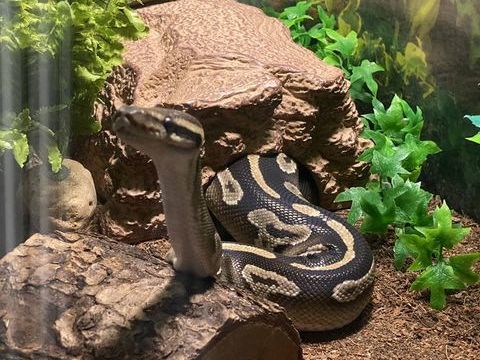 Femelle python regius + équipements 300 91540 Mennecy
