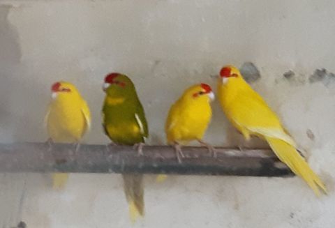 Kakarikis  60 31700 Cornebarrieu