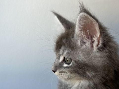 Chaton Maine coon lign&eacute;e russe 0 28250 La framboisière