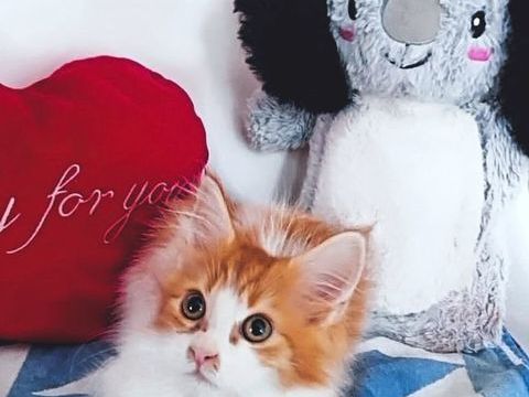 Femelle Mainecoon Disponible 600 89000 Auxerre