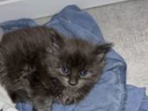  Chatons Maine Coon non LOOF à réserver 