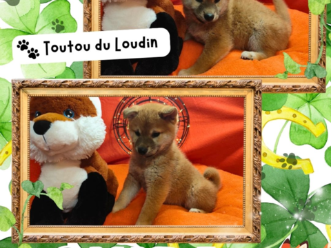 Chiot shiba inu m&acirc;le 700 18140 Pr�cy