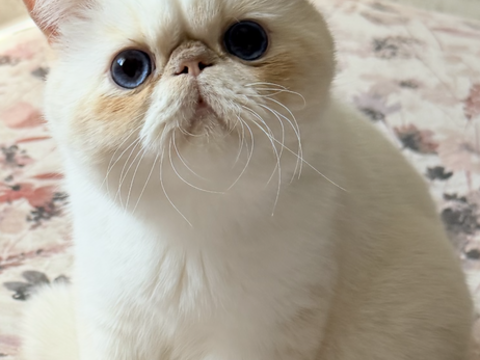 Magnifiques chatons Exotic shorthair 750 17000 La rochelle