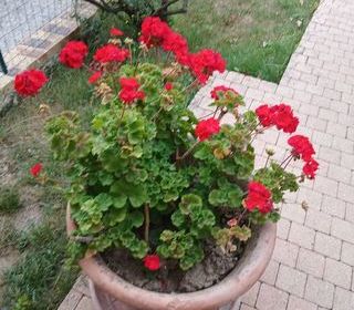  Terrain � louer 200 m�