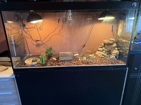 Tortue charbonni&egrave;re 350 62500 Saint-omer