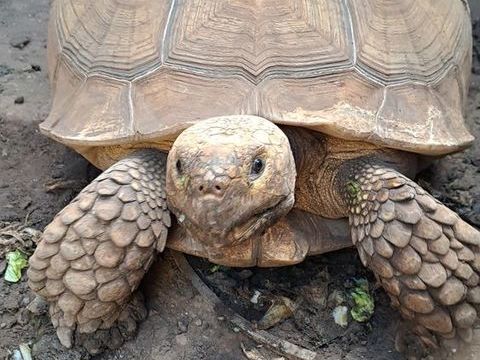 d'une tortue sillonnée 0 97438 Sainte-marie