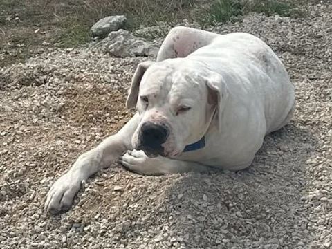 Chien ODIN &agrave; l adoption 100 26400 Allex