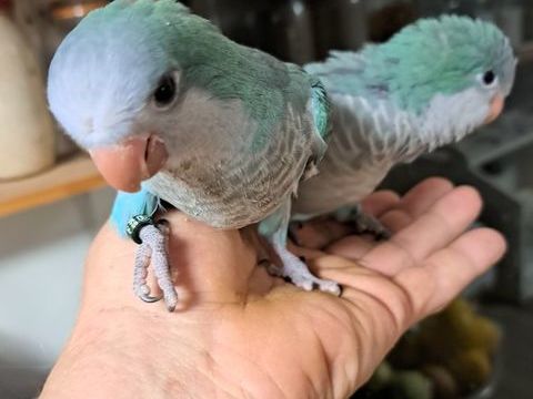 Conures souris ( veuve  ) Femelle EAM 320 66480 Maureillas-las-illas