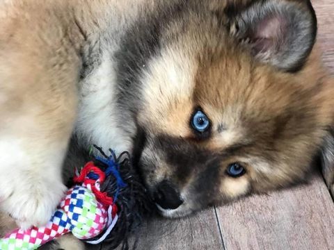 Propose saillie avec chien Pomsky m&acirc;le (pour reproduction) 0 69360 Ternay