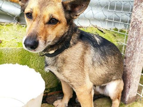 LEON 300 95610 �ragny