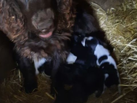 Chiots Cocker 800 50680 Airel