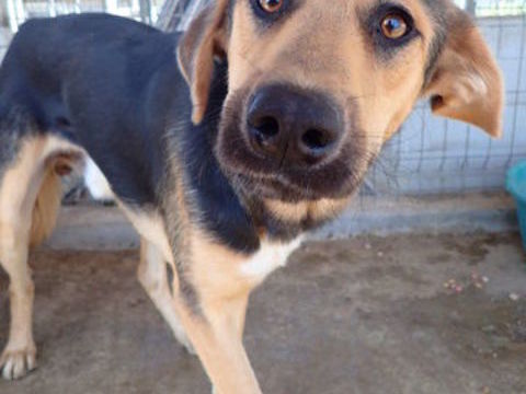 Chuan à l'adoption 300 64000 Pau