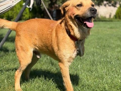 NORMAN 4 ANS TRIPATTES 280 59300 Aulnoy-lez-valenciennes