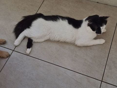 Chat Europ&eacute;en 0 38510 Morestel