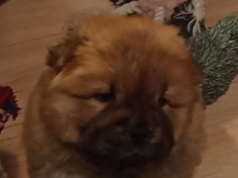 Adorables Chiots Chow-Chow 1900 22530 Caurel