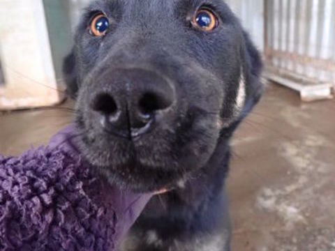 Hina &agrave; l'adoption 300 76000 Rouen