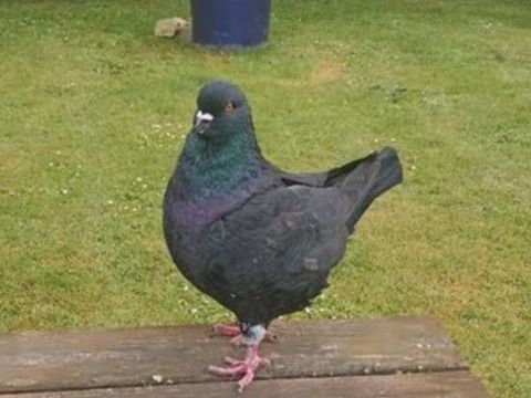 Pigeons King m&acirc;le 20 50700 Lieusaint