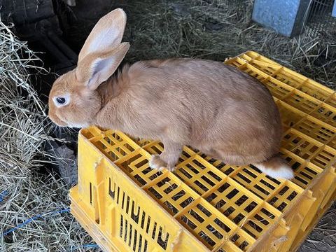 Fauve de bourgogne 20 42140 Chazelles-sur-lyon