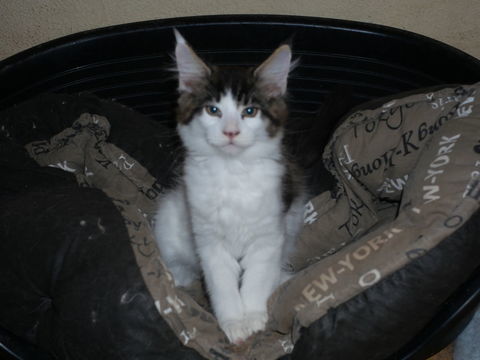 deux chatons Maine Coon mâles d'une même portée. 1200 37130 Langeais