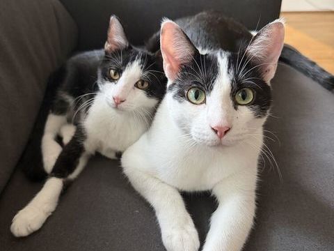 Chat de 1 an &agrave; donner, tr&egrave;s calin 0 75017 Paris