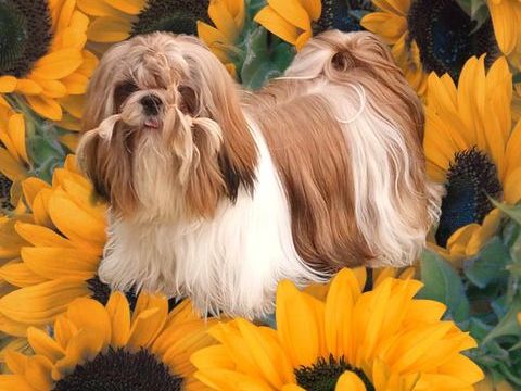 Disponible M&acirc;le Shih Tzu pour saillie 0 02120 Tupigny