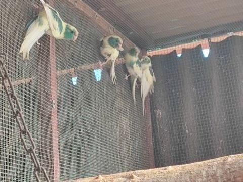 Perruches kakarikis 50 38300 Bourgoin-jallieu