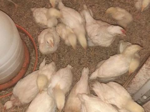 poule pondeuse de 6 semaines et plus 6 26600 Mercurol