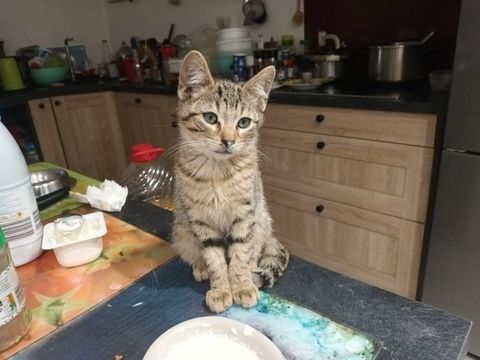DON  petits chats 0 53300 Couesmes-vaucé