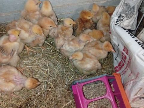 Poulets  donne des poussins  futur poules pondeuses rousse 0 93800 �pinay-sur-seine