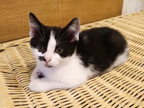 Chatons &agrave;   adopter 0 77000 Melun
