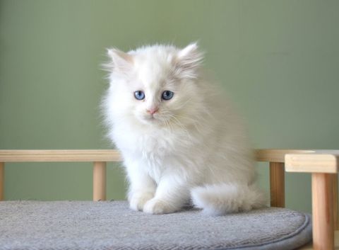 Chaton Sib&eacute;rien blanc aux yeux verts ? n&eacute; le 3 juin 2026 1600 06200 Nice