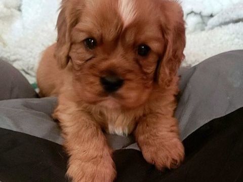 A r&eacute;server 2 chiots cavalier king charles inscrits au Lof 1500 56240 Lanvaudan