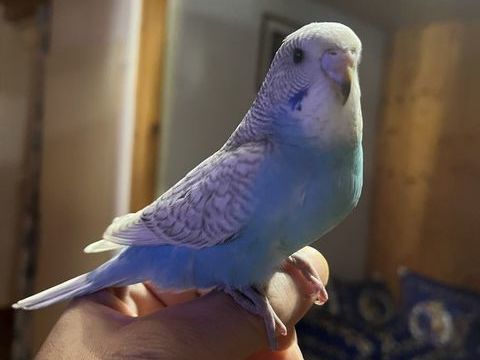 Perruche ondul&eacute;e 10 67310 Wasselonne