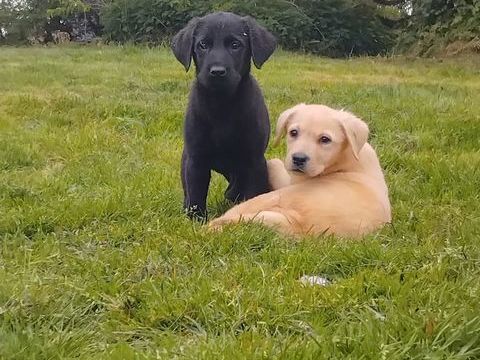 Chiots labradors Lof  males et Femelles noirs et jaunes 900 53370 Saint-pierre-des-nids