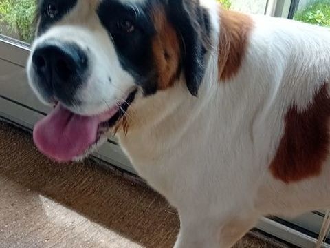 Chienne Saint-Bernard 300 52200 Langres