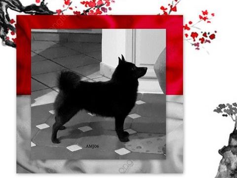 A r&eacute;server 2 chiots m&acirc;le Schipperkes
900 06800 Cagnes-sur-mer