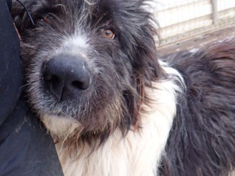 Tauriel &agrave; l'adoption 300 42000 Saint-Étienne