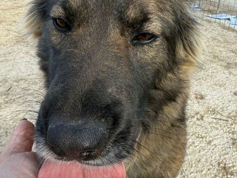 NALA croisée berger poils mi longs 5 ans 280 35500 Vitr