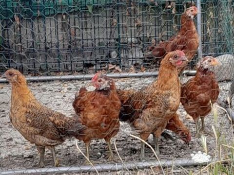 poulets 100 59171 Hornaing