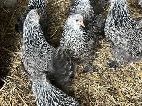 Poule brahma naine 30 80290 Guizancourt