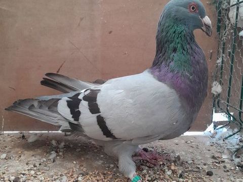 Pigeon romain 20 24130 Prigonrieux