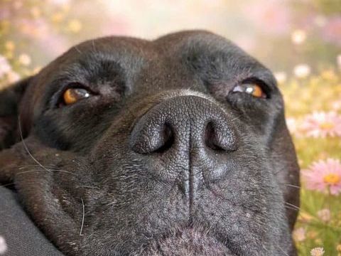 Paty, une cr&eacute;ole en Normandie 150 60800 Auger-saint-vincent