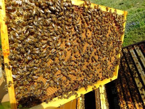 Essaim abeilles buck 150 08200 Sedan
