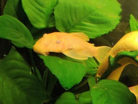 Ancistrus dolichopterus (Ancistrus Gold) 4 84500 Boll�ne