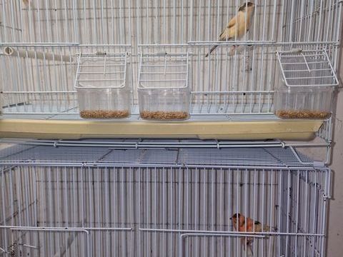 Cage pour canaris avec accessoire tr&egrave;s bon &eacute;tat 25 59280 Armentières