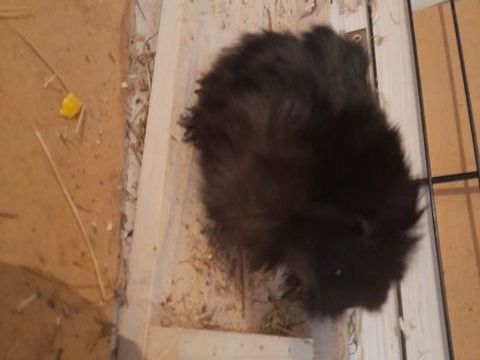 Bb cochon d'inde 10 30600 Vauvert